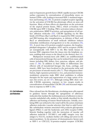 30 Hess and Allan
and/or hepatocyte growth factor (HGF) rapidly increase CXCR4
surface expression by externalization of intracellular stores on
human CD34+ cells, leading to increased SDF-1-mediated migra-
tion and homing (43, 50). G-protein-coupled receptor signaling
via the activation of CXCR4 has pleiotropic effects on stem cell
function. Many of these effects are dependent on the activation
of the atypical protein kinase, PKCz, which co-localizes with
CXCR4 upon SDF-1-binding. PKCz-activation induces chemot-
axis, polarization, MMP-9 secretion, and upregulation of cell sur-
face adhesion molecules (53). CXCR4 signaling via the Rho
family of GTPases (Rac1 and Rac2) is required for HSC retention
and BM homing after transplantation, as deletion of Rac1 and
Rac2 or administration of small molecule inhibitors induces
immediate mobilization of progenitors in to the circulation (54,
55). A novel class of G-protein-coupled receptors, the lysophos-
pholipid shingosine-1 phosphate (S1P) and its receptors (S1PR)
act synergistically with SDF-1 via the Rho family kinases to
increase HSC migration from the tissues into the lymphatic sys-
tem, enabling their return to the blood via the thoracic duct (4).
Multipotent stromal/stem cells (MSC) are undifferentiated
cells of mesenchymal lineage that can be isolated from many adult
tissues including BM, kidney, liver, pancreas, adipose, and pla-
centa (7, 56). In addition to their ability to differentiate into
effector cells of mesodermal lineages (fat, bone, cartilage, and
muscle), MSC have been localized to the perivascular niche and
are precursors of smooth muscle cells (7). Their ubiquitous distri-
bution, high expansion potential ex vivo, and potential immuno-
modulatory properties make MSC ideal candidates in cellular
therapies for the repair and regeneration of a large variety of tis-
sues (for review, see ref. 57). Although resting MSC show vari-
able CXCR4 expression, exposure to low oxygen results in
externalization of intracellular CXCR4 (58) and increased migra-
tion in response to SDF-1 (56).
Once released into the bloodstream, circulating stem cells respond
to guidance factors through the upregulation of adherence
­
molecules that mediate the multistep process of adhesion to micro-
vascular endothelial cells, similar to that initially described for the
adhesion and homing of mature blood leukocytes. Initially, circu-
lating HSCs are tethered to the vessel wall by the action of primary
adhesion molecules (vascular selectins) that bind to sialyl-Lewisx
-
like carbohydrate moieties associated with p-selectin glycoprotein
ligand (PSGL-1) and the hyaluronic acid (HA) receptor CD44.
Selectin binding together with the interaction of vascular cell
adhesion molecule-1 (VCAM-1) and a4b1 integrin (very late
antigen 4, VLA-4), mediates further cell rolling and arrest in the
microvasculature. In the presence of chemoattractive factors such
as SDF-1 or CXCL12, G-protein-coupled receptor (CXCR4)
2.3. Cell Adhesion
and Retention
 