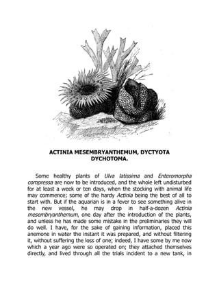 ACTINIA MESEMBRYANTHEMUM, DYCTYOTA
DYCHOTOMA.
Some healthy plants of Ulva latissima and Enteromorpha
compressa are now to be introduced, and the whole left undisturbed
for at least a week or ten days, when the stocking with animal life
may commence; some of the hardy Actinia being the best of all to
start with. But if the aquarian is in a fever to see something alive in
the new vessel, he may drop in half-a-dozen Actinia
mesembryanthemum, one day after the introduction of the plants,
and unless he has made some mistake in the preliminaries they will
do well. I have, for the sake of gaining information, placed this
anemone in water the instant it was prepared, and without filtering
it, without suffering the loss of one; indeed, I have some by me now
which a year ago were so operated on; they attached themselves
directly, and lived through all the trials incident to a new tank, in
 
