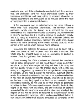 moderate size; and if the collection be watched closely for a week or
two, the unsuitable sorts will make themselves known by their
increasing shabbiness, and must either be removed altogether or
treated according to the instructions to be included under the head
of management in a subsequent chapter.
A few anemones may be detached from the rocky hollows in
which they have ensconced themselves. The common smooth
anemone, which may be known in a moment by its near
resemblance to a large deep coloured strawberry, should be secured
in plentiful numbers, for it is equal to most of its kindred in beauty,
and is so hardy as to submit to the harshest treatment unhurt; the
more delicate kinds of anemones, especially the white ones, should
be obtained in the same way as the weeds; namely, detached with a
portion of the rock on which they are found adhering.
In packing the collection for carriage, care must be taken not to
allow any pieces of rock to press upon the soft anemones. The
whole may be brought away in jars of sea-water, or packed in
masses of wet fuci gathered from the beach.
There are very few of the specimens so obtained, but may be as
well or better conveyed in wet sea-weed than in water, and if they
remain a couple of days so packed, they will take little harm, and
may be quickly revived if put into shallow bowls, with a little sea
water, and oxygenised by means of the syringe before being placed
in the tank. On this head I can say no more here, but must refer the
reader for minute instructions to the chapter on specimen collection,
in my work on Rustic Adornments, though, what should be sought
on the beach, may be judged from the kinds recommended in the
succeeding chapters, as well also as to what should be purchased
from time to time. Before any specimens are placed in the tank, they
ought to be rinsed with sea-water, and any barnacles or sponges
scraped off the pieces of rock to which the plants are attached. Any
neglect of this will be sure to be followed by the production in the
tank of sulphuretted hydrogen, which blackens and kills all before it.
Nor should any animal that appears exhausted be consigned to the
 
