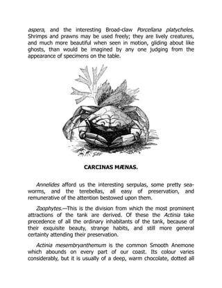 aspera, and the interesting Broad-claw Porcellana platycheles.
Shrimps and prawns may be used freely; they are lively creatures,
and much more beautiful when seen in motion, gliding about like
ghosts, than would be imagined by any one judging from the
appearance of specimens on the table.
CARCINAS MÆNAS.
Annelides afford us the interesting serpulas, some pretty sea-
worms, and the terebellas, all easy of preservation, and
remunerative of the attention bestowed upon them.
Zoophytes.—This is the division from which the most prominent
attractions of the tank are derived. Of these the Actinia take
precedence of all the ordinary inhabitants of the tank, because of
their exquisite beauty, strange habits, and still more general
certainty attending their preservation.
Actinia mesembryanthemum is the common Smooth Anemone
which abounds on every part of our coast. Its colour varies
considerably, but it is usually of a deep, warm chocolate, dotted all
 