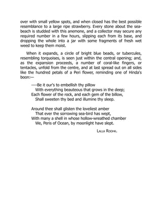 over with small yellow spots, and when closed has the best possible
resemblance to a large ripe strawberry. Every stone about the sea-
beach is studded with this anemone, and a collector may secure any
required number in a few hours, slipping each from its base, and
dropping the whole into a jar with some fragments of fresh wet
weed to keep them moist.
When it expands, a circle of bright blue beads, or tubercules,
resembling torquoises, is seen just within the central opening; and,
as the expansion proceeds, a number of coral-like fingers, or
tentacles, unfold from the centre, and at last spread out on all sides
like the hundred petals of a Peri flower, reminding one of Hinda's
boon:—
----Be it our's to embellish thy pillow
With everything beauteous that grows in the deep;
Each flower of the rock, and each gem of the billow,
Shall sweeten thy bed and illumine thy sleep.
Around thee shall glisten the loveliest amber
That ever the sorrowing sea-bird has wept,
With many a shell in whose hollow-wreathed chamber
We, Peris of Ocean, by moonlight have slept.
Lalla Roohk.
 