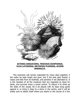 ACTINIA ANGUICOMA, TROCHUS ZIZIPHINUS,
ULVA LATISSIMA, BRYOPSIS PLUMOSA, ACORN
BARNACLE.
This anemone will remain expanded for many days together, if
the water be kept bright and pure; but if the tank gets fouled, it
closes and falls from its foothold, and perishes if not attended to. It
is the hardiest of all the creatures that are regarded as stock for
tanks, and survives many a wreck unhurt. To induce it to climb up
the sides of the vessel, let it be placed with its base lying partly
against it, or bring it close to a stone in the centre, and it will be
pretty sure to attach itself where you desire in the course of a few
 