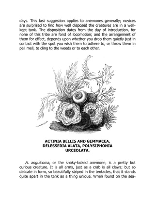 days. This last suggestion applies to anemones generally; novices
are surprised to find how well disposed the creatures are in a well-
kept tank. The disposition dates from the day of introduction, for
none of this tribe are fond of locomotion; and the arrangement of
them for effect, depends upon whether you drop them quietly just in
contact with the spot you wish them to adhere to, or throw them in
pell mell, to cling to the weeds or to each other.
ACTINIA BELLIS AND GEMMACEA,
DELESSERIA ALATA, POLYSIPHONIA
URCEOLATA.
A. anguicoma, or the snaky-locked anemone, is a pretty but
curious creature. It is all arms, just as a crab is all claws; but so
delicate in form, so beautifully striped in the tentacles, that it stands
quite apart in the tank as a thing unique. When found on the sea-
 