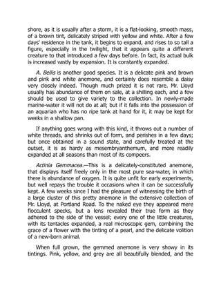 shore, as it is usually after a storm, it is a flat-looking, smooth mass,
of a brown tint, delicately striped with yellow and white. After a few
days' residence in the tank, it begins to expand, and rises to so tall a
figure, especially in the twilight, that it appears quite a different
creature to that introduced a few days before. In fact, its actual bulk
is increased vastly by expansion. It is constantly expanded.
A. Bellis is another good species. It is a delicate pink and brown
and pink and white anemone, and certainly does resemble a daisy
very closely indeed. Though much prized it is not rare. Mr. Lloyd
usually has abundance of them on sale, at a shilling each, and a few
should be used to give variety to the collection. In newly-made
marine-water it will not do at all; but if it falls into the possession of
an aquarian who has no ripe tank at hand for it, it may be kept for
weeks in a shallow pan.
If anything goes wrong with this kind, it throws out a number of
white threads, and shrinks out of form, and perishes in a few days;
but once obtained in a sound state, and carefully treated at the
outset, it is as hardy as mesembryanthemum, and more readily
expanded at all seasons than most of its compeers.
Actinia Gemmacea.—This is a delicately-constituted anemone,
that displays itself freely only in the most pure sea-water, in which
there is abundance of oxygen. It is quite unfit for early experiments,
but well repays the trouble it occasions when it can be successfully
kept. A few weeks since I had the pleasure of witnessing the birth of
a large cluster of this pretty anemone in the extensive collection of
Mr. Lloyd, at Portland Road. To the naked eye they appeared mere
flocculent specks, but a lens revealed their true form as they
adhered to the side of the vessel; every one of the little creatures,
with its tentacles expanded, a real microscopic gem, combining the
grace of a flower with the tinting of a pearl, and the delicate volition
of a new-born animal.
When full grown, the gemmed anemone is very showy in its
tintings. Pink, yellow, and grey are all beautifully blended, and the
 
