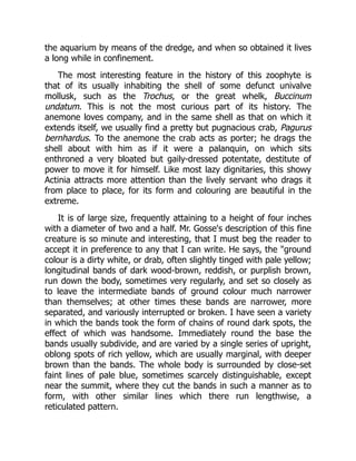 the aquarium by means of the dredge, and when so obtained it lives
a long while in confinement.
The most interesting feature in the history of this zoophyte is
that of its usually inhabiting the shell of some defunct univalve
mollusk, such as the Trochus, or the great whelk, Buccinum
undatum. This is not the most curious part of its history. The
anemone loves company, and in the same shell as that on which it
extends itself, we usually find a pretty but pugnacious crab, Pagurus
bernhardus. To the anemone the crab acts as porter; he drags the
shell about with him as if it were a palanquin, on which sits
enthroned a very bloated but gaily-dressed potentate, destitute of
power to move it for himself. Like most lazy dignitaries, this showy
Actinia attracts more attention than the lively servant who drags it
from place to place, for its form and colouring are beautiful in the
extreme.
It is of large size, frequently attaining to a height of four inches
with a diameter of two and a half. Mr. Gosse's description of this fine
creature is so minute and interesting, that I must beg the reader to
accept it in preference to any that I can write. He says, the "ground
colour is a dirty white, or drab, often slightly tinged with pale yellow;
longitudinal bands of dark wood-brown, reddish, or purplish brown,
run down the body, sometimes very regularly, and set so closely as
to leave the intermediate bands of ground colour much narrower
than themselves; at other times these bands are narrower, more
separated, and variously interrupted or broken. I have seen a variety
in which the bands took the form of chains of round dark spots, the
effect of which was handsome. Immediately round the base the
bands usually subdivide, and are varied by a single series of upright,
oblong spots of rich yellow, which are usually marginal, with deeper
brown than the bands. The whole body is surrounded by close-set
faint lines of pale blue, sometimes scarcely distinguishable, except
near the summit, where they cut the bands in such a manner as to
form, with other similar lines which there run lengthwise, a
reticulated pattern.
 
