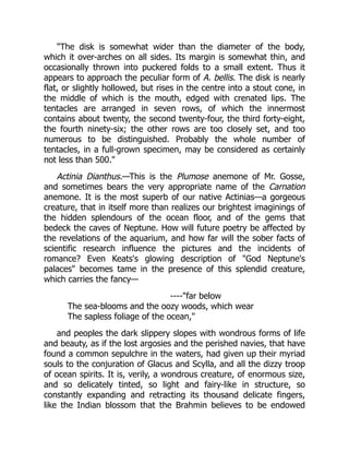 "The disk is somewhat wider than the diameter of the body,
which it over-arches on all sides. Its margin is somewhat thin, and
occasionally thrown into puckered folds to a small extent. Thus it
appears to approach the peculiar form of A. bellis. The disk is nearly
flat, or slightly hollowed, but rises in the centre into a stout cone, in
the middle of which is the mouth, edged with crenated lips. The
tentacles are arranged in seven rows, of which the innermost
contains about twenty, the second twenty-four, the third forty-eight,
the fourth ninety-six; the other rows are too closely set, and too
numerous to be distinguished. Probably the whole number of
tentacles, in a full-grown specimen, may be considered as certainly
not less than 500."
Actinia Dianthus.—This is the Plumose anemone of Mr. Gosse,
and sometimes bears the very appropriate name of the Carnation
anemone. It is the most superb of our native Actinias—a gorgeous
creature, that in itself more than realizes our brightest imaginings of
the hidden splendours of the ocean floor, and of the gems that
bedeck the caves of Neptune. How will future poetry be affected by
the revelations of the aquarium, and how far will the sober facts of
scientific research influence the pictures and the incidents of
romance? Even Keats's glowing description of "God Neptune's
palaces" becomes tame in the presence of this splendid creature,
which carries the fancy—
----"far below
The sea-blooms and the oozy woods, which wear
The sapless foliage of the ocean,"
and peoples the dark slippery slopes with wondrous forms of life
and beauty, as if the lost argosies and the perished navies, that have
found a common sepulchre in the waters, had given up their myriad
souls to the conjuration of Glacus and Scylla, and all the dizzy troop
of ocean spirits. It is, verily, a wondrous creature, of enormous size,
and so delicately tinted, so light and fairy-like in structure, so
constantly expanding and retracting its thousand delicate fingers,
like the Indian blossom that the Brahmin believes to be endowed
 