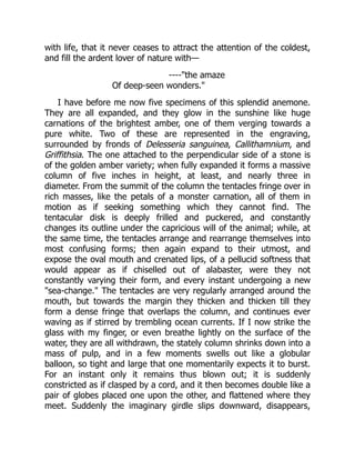 with life, that it never ceases to attract the attention of the coldest,
and fill the ardent lover of nature with—
----"the amaze
Of deep-seen wonders."
I have before me now five specimens of this splendid anemone.
They are all expanded, and they glow in the sunshine like huge
carnations of the brightest amber, one of them verging towards a
pure white. Two of these are represented in the engraving,
surrounded by fronds of Delesseria sanguinea, Callithamnium, and
Griffithsia. The one attached to the perpendicular side of a stone is
of the golden amber variety; when fully expanded it forms a massive
column of five inches in height, at least, and nearly three in
diameter. From the summit of the column the tentacles fringe over in
rich masses, like the petals of a monster carnation, all of them in
motion as if seeking something which they cannot find. The
tentacular disk is deeply frilled and puckered, and constantly
changes its outline under the capricious will of the animal; while, at
the same time, the tentacles arrange and rearrange themselves into
most confusing forms; then again expand to their utmost, and
expose the oval mouth and crenated lips, of a pellucid softness that
would appear as if chiselled out of alabaster, were they not
constantly varying their form, and every instant undergoing a new
"sea-change." The tentacles are very regularly arranged around the
mouth, but towards the margin they thicken and thicken till they
form a dense fringe that overlaps the column, and continues ever
waving as if stirred by trembling ocean currents. If I now strike the
glass with my finger, or even breathe lightly on the surface of the
water, they are all withdrawn, the stately column shrinks down into a
mass of pulp, and in a few moments swells out like a globular
balloon, so tight and large that one momentarily expects it to burst.
For an instant only it remains thus blown out; it is suddenly
constricted as if clasped by a cord, and it then becomes double like a
pair of globes placed one upon the other, and flattened where they
meet. Suddenly the imaginary girdle slips downward, disappears,
 