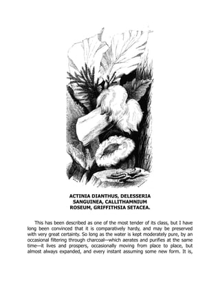 ACTINIA DIANTHUS, DELESSERIA
SANGUINEA, CALLITHAMNIUM
ROSEUM, GRIFFITHSIA SETACEA.
This has been described as one of the most tender of its class, but I have
long been convinced that it is comparatively hardy, and may be preserved
with very great certainty. So long as the water is kept moderately pure, by an
occasional filtering through charcoal—which aerates and purifies at the same
time—it lives and prospers, occasionally moving from place to place, but
almost always expanded, and every instant assuming some new form. It is,
 