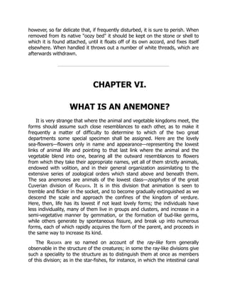 however, so far delicate that, if frequently disturbed, it is sure to perish. When
removed from its native "oozy bed" it should be kept on the stone or shell to
which it is found attached, until it floats off of its own accord, and fixes itself
elsewhere. When handled it throws out a number of white threads, which are
afterwards withdrawn.
CHAPTER VI.
WHAT IS AN ANEMONE?
It is very strange that where the animal and vegetable kingdoms meet, the
forms should assume such close resemblances to each other, as to make it
frequently a matter of difficulty to determine to which of the two great
departments some special specimen shall be assigned. Here are the lovely
sea-flowers—flowers only in name and appearance—representing the lowest
links of animal life and pointing to that last link where the animal and the
vegetable blend into one, bearing all the outward resemblances to flowers
from which they take their appropriate names, yet all of them strictly animals,
endowed with volition, and in their general organization assimilating to the
extensive series of zoological orders which stand above and beneath them.
The sea anemones are animals of the lowest class—zoophytes of the great
Cuverian division of Radiata. It is in this division that animation is seen to
tremble and flicker in the socket, and to become gradually extinguished as we
descend the scale and approach the confines of the kingdom of verdure.
Here, then, life has its lowest if not least lovely forms; the individuals have
less individuality, many of them live in groups and clusters, and increase in a
semi-vegetative manner by gemmation, or the formation of bud-like germs,
while others generate by spontaneous fissure, and break up into numerous
forms, each of which rapidly acquires the form of the parent, and proceeds in
the same way to increase its kind.
The Radiata are so named on account of the ray-like form generally
observable in the structure of the creatures; in some the ray-like divisions give
such a speciality to the structure as to distinguish them at once as members
of this division; as in the star-fishes, for instance, in which the intestinal canal
 