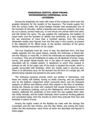 EDWARDSIA VESTITA, ÆSOP PRAWN,
ENTEROMORPHA COMPRESSA, ULVA
LATISSIMA.
Among the Zoophytes we meet with many of the creatures which have the
greatest attraction for the student of the Aquarium. The brooks supply him
with the curious hydra, the seven-headed monster that perpetuates one of
the triumphs of Hercules—withal a beautiful and wondrous creature, that may
be cut in pieces, turned inside out, or even thrust one animal within the other,
and still remain the same. The sea supplies the madrepores, the builders of
ocean-reefs, and the founders of islands and continents; as it also supplies
the sea anemones of more than a hundred species, from the curious
Edwardsia vestita, here figured, from the first seen in this country, at present
in the collection of Mr. Alford Lloyd, to the familiar members of the genus
Actinia, obtainable everywhere on our coasts.
The true Zoophytes have all, more or less, the plant-like form, and they
readily separate into two great classes, namely, the Anthozoa, or flower-life,
and the Polyzoa, or many-life, in which the individuals are associated together
in numbers. They are all inhabitants of water, are all destitute of joints, lungs,
nerves, and proper blood-vessels; but in the place of nerves possess what
naturalists call an irritable system, in obedience to which they expand or
contract at will. At the upper part of the body is situated the mouth, which is
usually surrounded with tentacles, which are mostly used in securing prey.
There is no alimentary duct, for the stomach has the form of a simple sac, the
aliment being injected and ejected by the same orifice.
The Anthozoa comprise animals which are perfect in themselves, and
these are mostly soft bodied, having no shelly covering, and are protected
only by the leathery integument which surrounds them, and the thousand
weapons of offence and defence which they expand in the form of tentacles.
Among the Polyzoa we meet with creatures that encase themselves in horny
shells, or calcareous coatings, such as the Madrepores, which, like submarine
masons, elaborate the carbonate of lime which the sea supplies them with,
into shelly retreats; and the tubed Hydrioda, which construct winding galleries
and convoluted tubes, from the mouths of which they protrude their fans and
tentacles in search of prey.
Among the higher orders of the Radiata we meet with the strange Sea
Cucumbers and the Sea Urchins, and the Star fishes; and among the lower
orders the Sea Anemones, many forms of which are described and figured in
these pages.
 