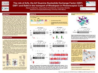 The role of Arfs, the Arf Guanine Nucleotide Exchange Factor (GEF)
GBF1 and Rab6 in the transport of Rhodopsin in Photoreceptor Cells
Alesia Vialichka, Vasundhara Kandachar, Dusanka Deretic
Department of Surgery/Opthamalogy, University of New Mexico
Rhodopsin is a light sensitive protein, which is synthesized in the Golgi
and transported to the modified primary cilium called the Rod Outer
Segment of photoreceptor cells in the retina. The components involved
in the initiation of vesicular rhodopsin trafficking are not yet fully
understood. The importance of Arf4 in recognition and binding of
rhodopsin has been shown, yet GBF1 is only beginning to be considered
as an Arf4 Guanine Nucleotide Exchange Factor (GEF). Direct
interaction between Arf4 and GBF1has been noted previously. In
addition to the catalytic Sec7 domain, GBF1 contains a dimerization and
cyclophilin binding (DCB) domain, a homology upstream of Sec7 (HUS)
domain, and three homology downstream of Sec7 (HDS) domains. Here,
we used GST fusion proteins containing the functional domains of
GBF1. To differentiate the affinity for each domain, we employed GST-
DCB-HUS and GST-Sec7-HDS1. GBF1 GST fusion proteins were
incubated with recombinant Arfs pre-loaded with GTPγS or GDPβS, We
examined the interaction between two GBF1 domain segments, and
Arf1, 4, 5, 6, and Rab6, bound to GDP or GTP. In vitro, we show that
Arfs 1, 4, 5 and 6, and Rab6 interact with GBF1, but Arf4 does so with
highest affinity. Because Arf4 is specifically involved in rhodopsin
trafficking, our study implies that in different cell systems the high affinity
of GBF1 for Arf4 may be compensated by downregulating its expression
and upregulating the expression of other Arfs.
Eukaryotic cells have many specialized membrane compartments.
They are always exchanging proteins and lipids, and this is done through
vesicular transport. We are interested in how this vesicular transport is
utilized in photoreceptor cells. Specifically, we are studying the
mechanism of how the protein rhodopsin is packaged and transported in
photoreceptor cells of the retina.
The photoreceptor rod outer segment (ROS) is a sensory organelle
derived from a cilia. It is filled with membranous disks which house the
light receptor rhodopsin, a prototypic GPCR, and other necessary photo
transduction machinery.
Renewal of the ROS membrane is driven by post-TGN rhodopsin
transport carriers (RTCs). RTCs traffic components through the rod inner
segment (RIS) and fuse with the RIS plasma membrane. RTC budding is
controlled by the binding of a small GTPase Arf4 to the rhodopsin C-
terminal VxPx cilliary targeting signal. This initializes the assembly of the
Arf GAP ASAP1/Rab11/FIP3 targeting complex.
The cilliary targeting signals VxPx and FR are conserved among all
sensory receptors. The CTSs are sites of rhodopsin mutations which
cause blindness in Autosomal Dominant Retinitis Pigmentosa (ADRP).
ABSTRACT
BACKGROUND
Thank you to Toby Hurd for supplying the GST-Arf4 mutants, as well as the
sequence and mutagenesis charts.
Thank you to Catherine Jackson for supplying the purified Arf1.
We found that although Arf1, 4, 5, and 6 interact with GBF1, Arf4
has a 10x higher affinity for the DCB-HUS domain than Arf1 does.
This helps us understand the regulation of Arfs in the cell during
trafficking. Interestingly, Arf6 shows a higher affinity for the
catalytic Sec7-HDS1 domain, unlike the other Arfs illustrated.
Rab6 is also seen binding the DCB-HUS domain of GBF1.
This work was supported by the UNM NIH CTSA Grant UL1TR000041 and NIH NE1 Grant EY12421 to D. D.
GST pulldown analysis of interactions between GBF1 DCB-HUS and Sec7-HDS1 domains with Arf1,
4, 5, 6, and Rab6.
RESULTS
SUMMARY
REFERENCES
GST pulldown analysis of interactions between Arf4 mutants and
Rhodopsin.
Figure 1. The comparison of the pulldowns of Arfs and Rab6 by different GBF1 domains. Arf4 has
the highest affinity for GBF1. Arf4 has a 10 fold higher affinity for DCB-HUS1 than Arf1. Arf4 does not
discriminate between GDPβS and GTPγS bound DCB-HUS domain. Rab6, Arf1,4,5 have a stronger
preference towards the DCB-HUS domain, while Arf6 has a clear preference to the Sec7HDS1 domain of
GBF1. Protein-protein interaction was performed and analyzed through Western Blot.
Figure 2. Interaction between Rhodopsin and Arf4. Rhodopsin was not
pulled down by GST-Arf4 in this experiment. This indicates that although
Arf4 and rhodopsin do interact, this interaction is not stable enough for
this pulldown. Another component of the RTC complex needs to be
included to stabilize the binding of rhodopsin to Arf4.
Rod Outer
Segment
(ROS)
Rod Inner
Segment
(RIS)
Synaptic
terminal
Cilium
BB
RTCs
TGN
Golgi
Nucleus
CTS FR binds ASAP1
Rhodopsin LNKQFRNC
Sstr3 FKQGFRRI
Smo T L L I WRRT
ODR-10 I I RDFRRT
CTS : FR
ADRP Mutations
DCB HUS Sec7 HDS1 HDS2 HDS3
GBF1
N-terminus
H-8
FR
ASAP1
Rhodopsin C-terminus
Arf4
ADRP Mutations
Rhodopsin
CTS : V x Px
SRVQPQ
IRVAPG
Polycystin 2
CNGB 1b
SQVA PA
NKVHPSSPolycystin 1
* * *
CTS VxPx binds Arf4
I5V
S7A
I100V
L130
M
I136V
N150S
E168D
N175
H
GDP
The domain structure of GBF1.
The segments of GBF1 which were used in GST
pulldowns with their size as well as corresponding
domains.
Sec7 is a highly conserved
catalytic domain, while the
other domains are regulatory.
The preference of Arf and Rab
for either domain will also help
us understand their role in
rhodopsin trafficking.
We believe that adding ASAP1
will improve the pull down of
rhodopsin with Arf4 and detect
the difference between the
mutants.
 