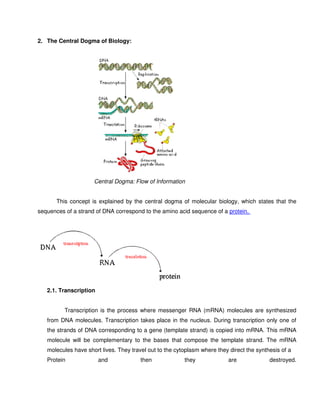 2. The Central Dogma of Biology:




                     Central Dogma: Flow of Information


       This concept is explained by the central dogma of molecular biology, which states that the
sequences of a strand of DNA correspond to the amino acid sequence of a protein.




   2.1. Transcription


          Transcription is the process where messenger RNA (mRNA) molecules are synthesized
   from DNA molecules. Transcription takes place in the nucleus. During transcription only one of
   the strands of DNA corresponding to a gene (template strand) is copied into mRNA. This mRNA
   molecule will be complementary to the bases that compose the template strand. The mRNA
   molecules have short lives. They travel out to the cytoplasm where they direct the synthesis of a
   Protein              and             then             they              are             destroyed.
 