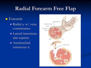 Radial Forearm Free Flap
 Forearm
 Radial a. w/ vena
commitantes
 Lateral intermusc-
ular septum
 Antebrachial
cutaneous n.
 