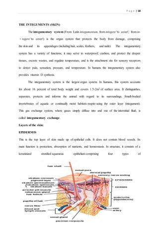 P a g e | 18
THE INTEGUMENTS (SKIN)
The integumentary system (From Latin integumentum, from integere 'to cover'; from in-
+ tegere 'to cover') is the organ system that protects the body from damage, comprising
the skin and its appendages (including hair, scales, feathers, and nails). The integumentary
system has a variety of functions; it may serve to waterproof, cushion, and protect the deeper
tissues, excrete wastes, and regulate temperature, and is the attachment site for sensory receptors
to detect pain, sensation, pressure, and temperature. In humans the integumentary system also
provides vitamin D synthesis.
The integumentary system is the largest organ system. In humans, this system accounts
for about 16 percent of total body weight and covers 1.5-2m2 of surface area. It distinguishes,
separates, protects and informs the animal with regard to its surroundings. Small-bodied
invertebrates of aquatic or continually moist habitats respire using the outer layer (integument).
This gas exchange system, where gases simply diffuse into and out of the interstitial fluid, is
called integumentary exchange.
Layers of the skin:
EPIDERMIS
This is the top layer of skin made up of epithelial cells. It does not contain blood vessels. Its
main function is protection, absorption of nutrients, and homeostasis. In structure, it consists of a
keratinized stratified squamous epithelium comprising four types of
 