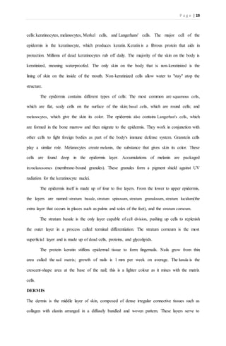 P a g e | 19
cells: keratinocytes, melanocytes, Merkel cells, and Langerhans' cells. The major cell of the
epidermis is the keratinocyte, which produces keratin. Keratin is a fibrous protein that aids in
protection. Millions of dead keratinocytes rub off daily. The majority of the skin on the body is
keratinized, meaning waterproofed. The only skin on the body that is non-keratinized is the
lining of skin on the inside of the mouth. Non-keratinized cells allow water to "stay" atop the
structure.
The epidermis contains different types of cells: The most common are squamous cells,
which are flat, scaly cells on the surface of the skin; basal cells, which are round cells; and
melanocytes, which give the skin its color. The epidermis also contains Langerhan's cells, which
are formed in the bone marrow and then migrate to the epidermis. They work in conjunction with
other cells to fight foreign bodies as part of the body's immune defense system. Granstein cells
play a similar role. Melanocytes create melanin, the substance that gives skin its color. These
cells are found deep in the epidermis layer. Accumulations of melanin are packaged
in melanosomes (membrane-bound granules). These granules form a pigment shield against UV
radiation for the keratinocyte nuclei.
The epidermis itself is made up of four to five layers. From the lower to upper epidermis,
the layers are named: stratum basale, stratum spinosum, stratum granulosum, stratum lucidum(the
extra layer that occurs in places such as palms and soles of the feet), and the stratum corneum.
The stratum basale is the only layer capable of cell division, pushing up cells to replenish
the outer layer in a process called terminal differentiation. The stratum corneum is the most
superficial layer and is made up of dead cells, proteins, and glycolipids.
The protein keratin stiffens epidermal tissue to form fingernails. Nails grow from thin
area called the nail matrix; growth of nails is 1 mm per week on average. The lunula is the
crescent-shape area at the base of the nail; this is a lighter colour as it mixes with the matrix
cells.
DERMIS
The dermis is the middle layer of skin, composed of dense irregular connective tissues such as
collagen with elastin arranged in a diffusely bundled and woven pattern. These layers serve to
 