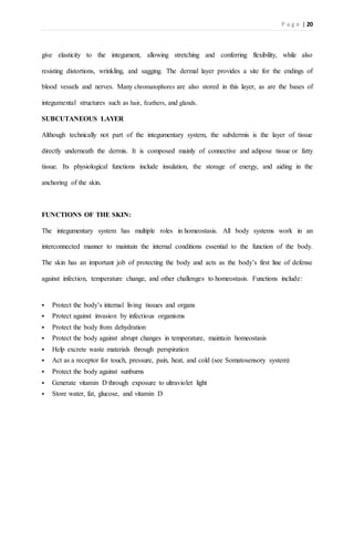 P a g e | 20
give elasticity to the integument, allowing stretching and conferring flexibility, while also
resisting distortions, wrinkling, and sagging. The dermal layer provides a site for the endings of
blood vessels and nerves. Many chromatophores are also stored in this layer, as are the bases of
integumental structures such as hair, feathers, and glands.
SUBCUTANEOUS LAYER
Although technically not part of the integumentary system, the subdermis is the layer of tissue
directly underneath the dermis. It is composed mainly of connective and adipose tissue or fatty
tissue. Its physiological functions include insulation, the storage of energy, and aiding in the
anchoring of the skin.
FUNCTIONS OF THE SKIN:
The integumentary system has multiple roles in homeostasis. All body systems work in an
interconnected manner to maintain the internal conditions essential to the function of the body.
The skin has an important job of protecting the body and acts as the body’s first line of defense
against infection, temperature change, and other challenges to homeostasis. Functions include:
 Protect the body’s internal living tissues and organs
 Protect against invasion by infectious organisms
 Protect the body from dehydration
 Protect the body against abrupt changes in temperature, maintain homeostasis
 Help excrete waste materials through perspiration
 Act as a receptor for touch, pressure, pain, heat, and cold (see Somatosensory system)
 Protect the body against sunburns
 Generate vitamin D through exposure to ultraviolet light
 Store water, fat, glucose, and vitamin D
 