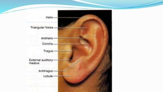Lobulus Ear Comprehensive Anatomy and Physiology of the Human Ear | PDF