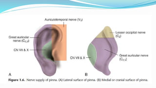 Comprehensive Anatomy and Physiology of the Human Ear | PDF