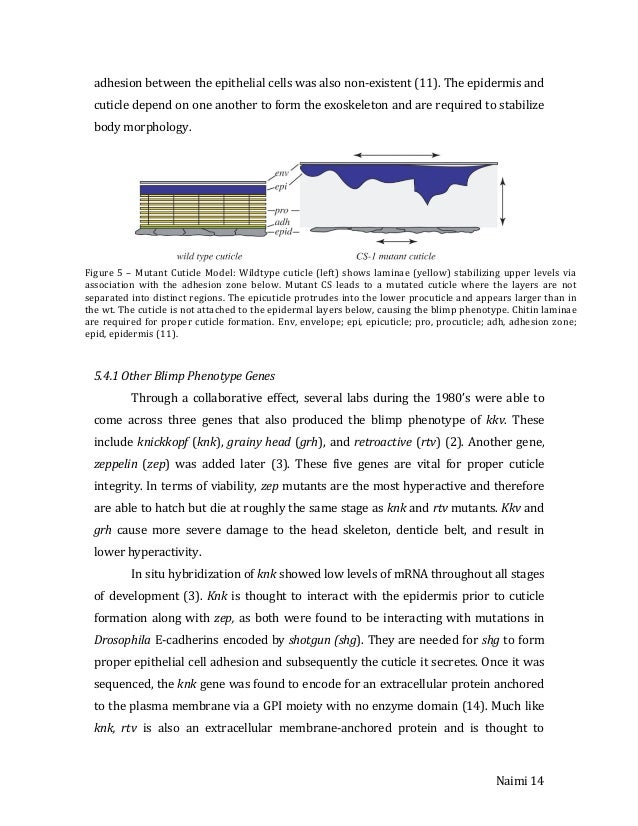 farida leek masters thesis