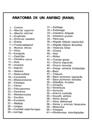 claves anatomia anfibio