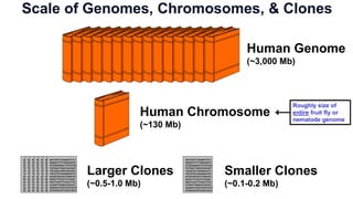 Human Chromosome
(~130 Mb)
Smaller Clones
(~0.1-0.2 Mb)
GATCGTCTAGAATCTC
GAGATCTCTGAGAGTC
GTGGGAAACTGTGTGA
TGTGACTAGCCACAGT
TAGGTATTGGGGCATT
TACGTGTGAGAGATGT
ATGATGCACCTGACCC
GGGTTTCACTCTCAAC
GACTCACTCCACCTCA
CCGGTTAGACATACAT
GAGGCCCACCGCCGCT
GTGCACGTCCACCACC
Human Genome
(~3,000 Mb)
GATCGTCTAGAATCTC
GAGATCTCTGAGAGTC
GTGGGAAACTGTGTGA
TGTGACTAGCCACAGT
TG
TACGTGTGAGAGATGT
ATGATGCACCTGACCC
GGGTTTCACTCTCAAC
GACTCACTCCACCTCA
CC
GAGGCCCACCGCCGCT
GTGCACGTCCACCACC
GATCGTCTAGAATCTC
GAGATCTCTGAGAGTC
GTGGGAAACTGTGTGA
TGTGACTAGCCACAGT
TG
TACGTGTGAGAGATGT
ATGATGCACCTGACCC
GGGTTTCACTCTCAAC
GACTCACTCCACCTCA
CC
GAGGCCCACCGCCGCT
GTGCACGTCCACCACC
GATCGTCTAGAATCTC
GAGATCTCTGAGAGTC
GTGGGAAACTGTGTGA
TGTGACTAGCCACAGT
TG
TACGTGTGAGAGATGT
ATGATGCACCTGACCC
GGGTTTCACTCTCAAC
GACTCACTCCACCTCA
CC
GAGGCCCACCGCCGCT
GTGCACGTCCACCACC
GATCGTCTAGAATCTC
GAGATCTCTGAGAGTC
GTGGGAAACTGTGTGA
TGTGACTAGCCACAGT
TG
TACGTGTGAGAGATGT
ATGATGCACCTGACCC
GGGTTTCACTCTCAAC
GACTCACTCCACCTCA
CC
GAGGCCCACCGCCGCT
GTGCACGTCCACCACC
GATCGTCTAGAATCTC
GAGATCTCTGAGAGTC
GTGGGAAACTGTGTGA
TGTGACTAGCCACAGT
TG
TACGTGTGAGAGATGT
ATGATGCACCTGACCC
GGGTTTCACTCTCAAC
GACTCACTCCACCTCA
CC
GAGGCCCACCGCCGCT
GTGCACGTCCACCACC
GATCGTCTAGAATCTC
GAGATCTCTGAGAGTC
GTGGGAAACTGTGTGA
TGTGACTAGCCACAGT
TG
TACGTGTGAGAGATGT
ATGATGCACCTGACCC
GGGTTTCACTCTCAAC
GACTCACTCCACCTCA
CC
GAGGCCCACCGCCGCT
GTGCACGTCCACCACC
GATCGTCTAGAATCTC
GAGATCTCTGAGAGTC
GTGGGAAACTGTGTGA
TGTGACTAGCCACAGT
TGTGACTAGCCACAGT
TACGTGTGAGAGATGT
ATGATGCACCTGACCC
GGGTTTCACTCTCAAC
GACTCACTCCACCTCA
CCGGTTAGACATACAT
GAGGCCCACCGCCGCT
GTGCACGTCCACCACC
Larger Clones
(~0.5-1.0 Mb)
Scale of Genomes, Chromosomes, & Clones
Roughly size of
entire fruit fly or
nematode genome
 