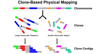 Clone-Based Physical Mapping
Chromosome
Clone Contigs
Clones
Larger Clones (like ‘Chapters’) Smaller Clones (like ‘Pages’)
 