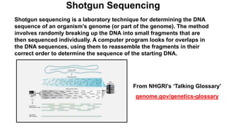 Shotgun Sequencing
Shotgun sequencing is a laboratory technique for determining the DNA
sequence of an organism’s genome (or part of the genome). The method
involves randomly breaking up the DNA into small fragments that are
then sequenced individually. A computer program looks for overlaps in
the DNA sequences, using them to reassemble the fragments in their
correct order to determine the sequence of the starting DNA.
From NHGRI’s ‘Talking Glossary’
genome.gov/genetics-glossary
 