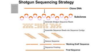Shotgun Sequencing Strategy
Generate Shotgun Sequence Reads
Assemble Sequence Reads into Sequence Contigs
‘Working Draft’ Sequence
Deduce Sequence
Final Sequence
Sequence Finishing
GATCGTCTAGAATCTC
GAGATCTCTGAGAGTC
GTGGGAAACTGTGTGA
TGTGACTAGCCACAGT
GTGGGAAACTGTGTGA
TACGTGTGAGAGATGT
ATGATGCACCTGACCC
GGGTTTCACTCTCAAC
GACTCACTCCACCTCA
GTGGGAAACTGTGTGA
GAGGCCCACCGCCGCT
GTGCACGTCCACCACC
Clone DNA
Subclones
 