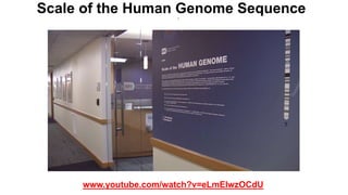 Scale of the Human Genome Sequence
www.youtube.com/watch?v=eLmElwzOCdU
 