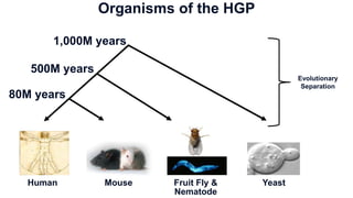 Fruit Fly &
Nematode
Yeast
Human Mouse
500M years
80M years
1,000M years
Organisms of the HGP
Evolutionary
Separation
 