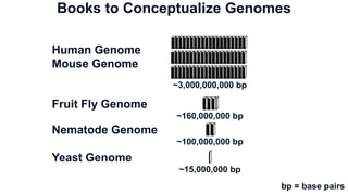 ~3,000,000,000 bp
~160,000,000 bp
~100,000,000 bp
~15,000,000 bp
Human Genome
Mouse Genome
Fruit Fly Genome
Nematode Genome
Yeast Genome
Books to Conceptualize Genomes
bp = base pairs
 