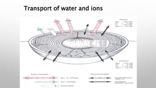 Physiology of lens and Cataractogenesis | PPTX