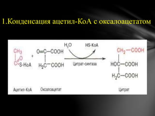 1.Конденсация ацетил-КоА с оксалоацетатом
 