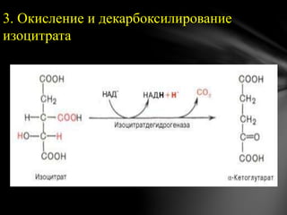 3. Окисление и декарбоксилирование
изоцитрата
 