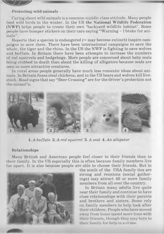 Protecting wild animals
Caring about wild animals is a common middle-class attitude. Many people
feed wild birds in the winter. In the US the National W ildlife Federation
(N W F ) helps people to create their own ‘backyard wildlife habitat’ . Some
people have bumper stickers on their cars saying “Warning - I brake for ani­
mals” .
Reports that a species is endangered (= may become extinct) inspire cam-
paigns to save them. There have been international campaigns to save the
whale, the tiger and the rhino. In the US the NW F is fighting to save wolves
and buffalo. In Britain there have been attempts to increase the numbers
of red squirrels and hedgehogs. More people are concerned about baby seals
being clubbed to death than about the killing of alligators because seals are
seen as more attractive creatures.
In rural areas people generally have much less romantic ideas about ani­
mals. In Britain foxes steal chickens, and in the US bears and wolves kill live­
stock. Road signs that say “Deer Crossing” are for the driver’s protection not
the animal’s.
1.A buffalo 2. A red squirrel 3. A seal 4. An alligator
Relationships
Many British and American people feel closer to their friends than to
their family. In the US especially this is often because family members live
far apart. It is also because people are able to choose their friends. But in
the south of the USA family ties are
strong and reunions (social gather­
ings) may attract 40 or more family
members from all over the country.
In Britain many adults live quite
near their family and continue to have
close relationships with their parents
and brothers and sisters. Some rely
on family members to help look after
their children. People who have moved
away from home spend more time with
their friends, though they may turn to
their family for help in a crisis.
 