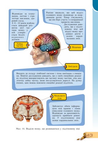 43
Ìàë. 14.  Відділи мозку, що розвиваються у підлітковому віці
  
Раніше вважали, що цей відділ
головного мозку відповідає за коор-
динацію рухів. Тепер з’ясувалося,
що він бере участь і в координації
процесів мислення.
Дослідження дово­
дять, що у підліт­
ковому віці цей
відділ мозку про­
довжує рости і
зазнає карди-
нальних змін.
Входить до складу лімбічної системи і тісно пов’язана з емоція-
ми.  Новітні дослідження доводять, що у своїх емоційних реакці-
ях підлітки використовують цю частину мозку частіше, ніж ана-
літичну лобну частку, якою послуговуються дорослі.  На думку
вчених, цим можна пояснити емоційні реакції підлітків.
Забезпечує обмін інформа-
цією між правою і лівою
півкулями головного мозку.
Відповідає за креативність,
здатність приймати рішен-
ня. У підлітковому віці
зазнає кардинальних змін.
Відповідає за плану-
вання, логічне і стра-
тегічне мислення, здо­
ровий глузд.
З  11—12 років відбува-
ється швидкий роз-
виток цієї час-
тини мозку, у
ній утворю-
ється безліч
н е р в о в и х
зв’язків.
Лобна
частка
Амігдала
Мозолисте
тіло
Мозочок
 