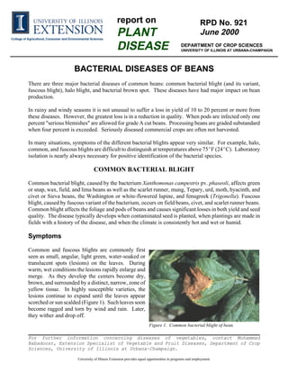 report on                                               RPD No. 921
                                                PLANT                                                   June 2000
                                                DISEASE                                    DEPARTMENT OF CROP SCIENCES
                                                                                           UNIVERSITY OF ILLINOIS AT URBANA-CHAMPAIGN




                     BACTERIAL DISEASES OF BEANS
There are three major bacterial diseases of common beans: common bacterial blight (and its variant,
fuscous blight), halo blight, and bacterial brown spot. These diseases have had major impact on bean
production.

In rainy and windy seasons it is not unusual to suffer a loss in yield of 10 to 20 percent or more from
these diseases. However, the greatest loss is in a reduction in quality. When pods are infected only one
percent "serious blemishes" are allowed for grade A cut beans. Processing beans are graded substandard
when four percent is exceeded. Seriously diseased commercial crops are often not harvested.

In many situations, symptoms of the different bacterial blights appear very similar. For example, halo,
common, and fuscous blights are difficult to distinguish at temperatures above 75F (24C). Laboratory
isolation is nearly always necessary for positive identification of the bacterial species.

                                COMMON BACTERIAL BLIGHT

Common bacterial blight, caused by the bacterium Xanthomonas campestris pv. phaseoli, affects green
or snap, wax, field, and lima beans as well as the scarlet runner, mung, Tepary, urd, moth, hyacinth, and
civet or Sieva beans, the Washington or white-flowered lupine, and fenugreek (Trigonella). Fuscous
blight, caused by fuscous variant of the bacterium, occurs on field beans, civet, and scarlet runner beans.
Common blight affects the foliage and pods of beans and causes significant losses in both yield and seed
quality. The disease typically develops when contaminated seed is planted, when plantings are made in
fields with a history of the disease, and when the climate is consistently hot and wet or humid.

Symptoms

Common and fuscous blights are commonly first
seen as small, angular, light green, water-soaked or
translucent spots (lesions) on the leaves. During
warm, wet conditions the lesions rapidly enlarge and
merge. As they develop the centers become dry,
brown, and surrounded by a distinct, narrow, zone of
yellow tissue. In highly susceptible varieties, the
lesions continue to expand until the leaves appear
scorched or sun scalded (Figure 1). Such leaves soon
become ragged and torn by wind and rain. Later,
they wither and drop off.
                                                                     Figure 1. Common bacterial blight of bean.

For further information concerning diseases of vegetables, contact Mohammad
Babadoost, Extension Specialist of Vegetable and Fruit Diseases, Department of Crop
Sciences, University of Illinois at Urbana-Champaign.

                      University of Illinois Extension provides equal opportunities in programs and employment.
 