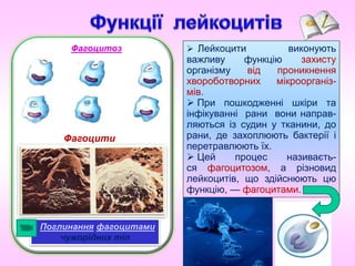  Лейкоцити виконують
важливу функцію захисту
організму від проникнення
хвороботворних мікроорганіз-
мів.
 При пошкодженні шкіри та
інфікуванні рани вони направ-
ляються із судин у тканини, до
рани, де захоплюють бактерії і
перетравлюють їх.
 Цей процес називаєть-
ся фагоцитозом, а різновид
лейкоцитів, що здійснюють цю
функцію, — фагоцитами.
Фагоцитоз
Фагоцити
Поглинання фагоцитами
чужорідних тіл
 