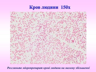 Розгляньте мікропрепарат крові людини на малому збільшенні
 