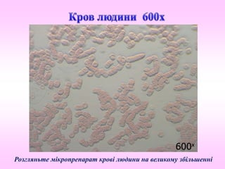 Розгляньте мікропрепарат крові людини на великому збільшенні
 
