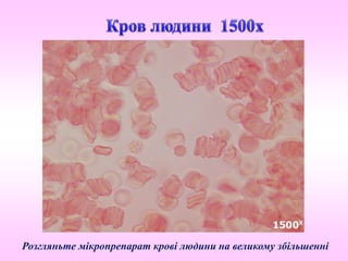 Розгляньте мікропрепарат крові людини на великому збільшенні
 