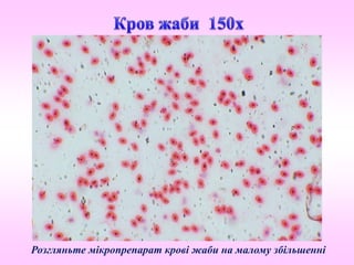 Розгляньте мікропрепарат крові жаби на малому збільшенні
 