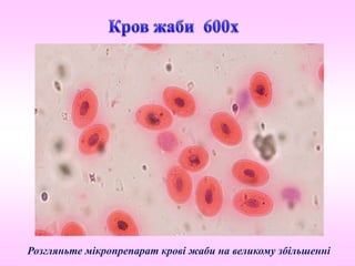 Розгляньте мікропрепарат крові жаби на великому збільшенні
 