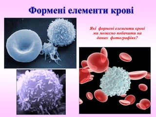 Які формені елементи крові
ми можемо побачити на
даних фотографіях?
 