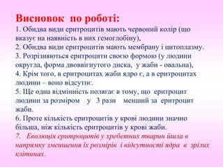 Висновок по роботі:
1. Обидва види еритроцитів мають червоний колір (що
вказує на наявність в них гемоглобіну),
2. Обидва види еритроцитів мають мембрану і цитоплазму.
3. Розрізняються еритроцити своєю формою (у людини
округла, форма двоввігнутого диска, у жаби - овальна),
4. Крім того, в еритроцитах жаби ядро є, а в еритроцитах
людини – воно відсутнє.
5. Ще одна відмінність полягає в тому, що еритроцит
людини за розміром у 3 рази менший за еритроцит
жаби.
6. Проте кількість еритроцитів у крові людини значно
більша, ніж кількість еритроцитів у крові жаби.
7. Еволюція еритроцитів у хребетних тварин йшла в
напрямку зменшення їх розмірів і відсутності ядра в зрілих
клітинах.
 