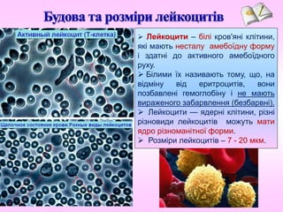  Лейкоцити – білі кров'яні клітини,
які мають несталу амебоїдну форму
і здатні до активного амебоїдного
руху.
 Білими їх називають тому, що, на
відміну від еритроцитів, вони
позбавлені гемоглобіну і не мають
вираженого забарвлення (безбарвні).
 Лейкоцити — ядерні клітини, різні
різновиди лейкоцитів можуть мати
ядро різноманітної форми.
 Розміри лейкоцитів – 7 - 20 мкм.
 