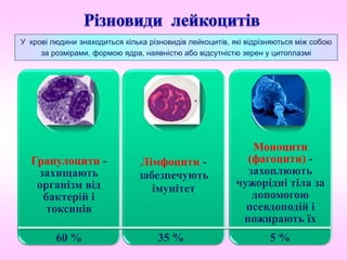 Гранулоцити -
захищають
організм від
бактерій і
токсинів
60 %
Лімфоцити -
забезпечують
імунітет
Моноцити
(фагоцити) -
захоплюють
чужорідні тіла за
допомогою
псевдоподій і
пожирають їх
35 % 5 %
У крові людини знаходиться кілька різновидів лейкоцитів, які відрізняються між собою
за розмірами, формою ядра, наявністю або відсутністю зерен у цитоплазмі
 