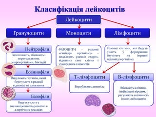 Лейкоцити
Гранулоцити Моноцити Лімфоцити
Нейтрофіли
Еозинофіли
Базофіли
Захоплюють, вбивають і
перетравлюють
мікроорганізми, бактерії
Виділяють гістамін, який
бере участь в реакції
відповіді на запалення
Беруть участь у
знешкодженні паразитів і в
алергічних реакціях
ФАГОЦИТИ - головні
«санітари організму» -
видаляють уламків старих,
віджилих своє клітин і
чужорідних елементів
Головні клітини, які беруть
участь у формування
імунітету та імунної
відповіді організму
В-лімфоцитиТ-лімфоцити
Виробляють антитіла Вбивають клітини,
інфіковані вірусом, і
регулюють активність
інших лейкоцитів
 