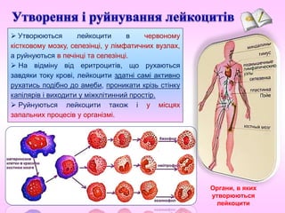  Утворюються лейкоцити в червоному
кістковому мозку, селезінці, у лімфатичних вузлах,
а руйнуються в печінці та селезінці.
 На відміну від еритроцитів, що рухаються
завдяки току крові, лейкоцити здатні самі активно
рухатись подібно до амеби, проникати крізь стінку
капілярів і виходити у міжклітинний простір.
 Руйнуються лейкоцити також і у місцях
запальних процесів у організмі.
Органи, в яких
утворюються
лейкоцити
 