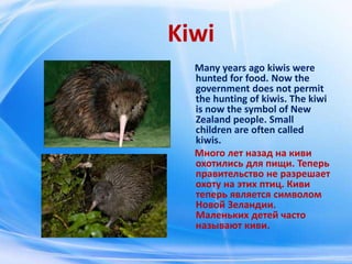 Kiwi
Many years ago kiwis were
hunted for food. Now the
government does not permit
the hunting of kiwis. The kiwi
is now t...